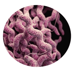 how do probiotics reduce bloating and gas relief