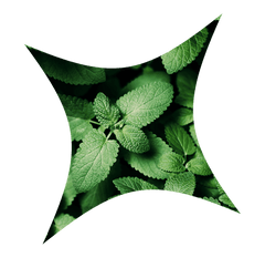 peppermint oil to reduce bloating quickly and give gas relief supplement